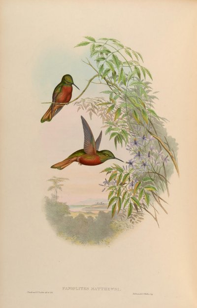 Panoplites matthewsii = Boissonneaua matthewsii by John Gould